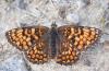 Melitaea phoebe